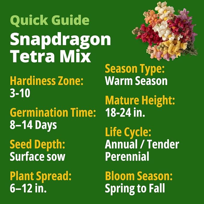 HOME GROWN Snapdragon Seeds Tetra – 2000 Tall Flower Seeds to Plant Outside - Image 2