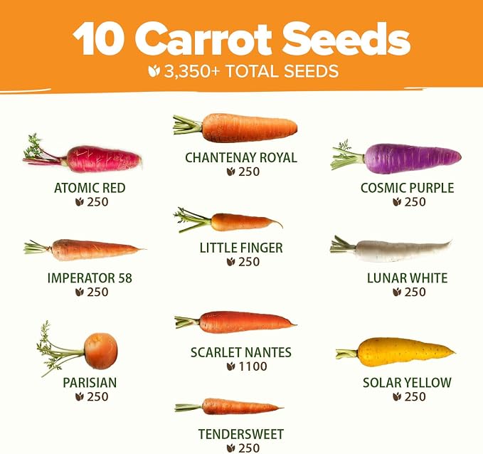 HOME GROWN Rainbow Carrot Seeds 10 Variety Mix 3350+ Heirloom Non-GMO Seeds - Image 3
