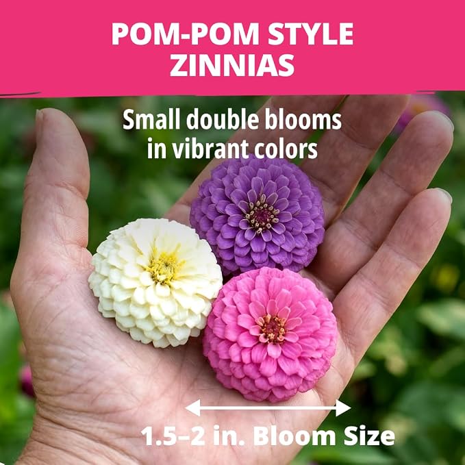 HOME GROWN Zinnia Lilliput Mix Flower Seeds – 600 Seeds Zinnia elegans – - Image 3