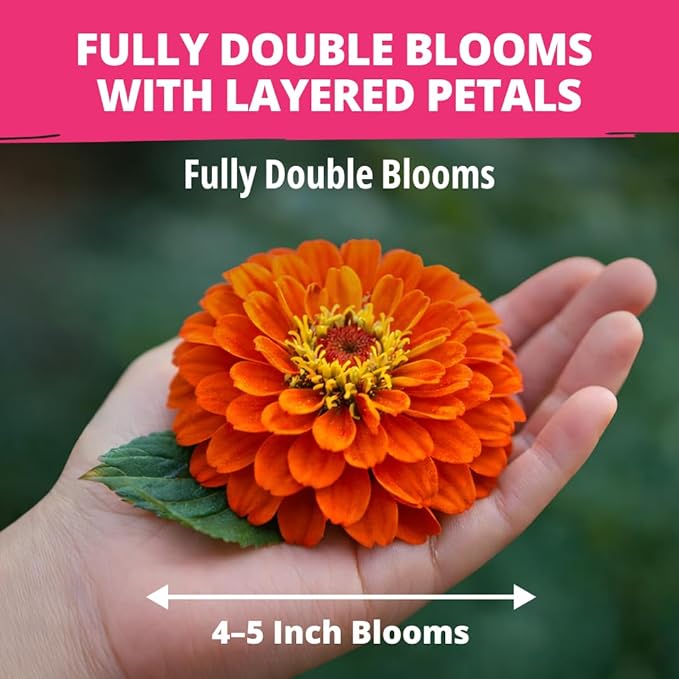 HOME GROWN Zinnia Dahlia Seeds Pack - Image 2