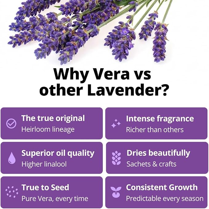 HOME GROWN Non GMO English Lavender Seeds 1, 500+ Wildflower Seed - Image 2