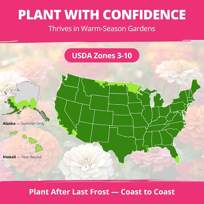 HOME GROWN Thumbelina Zinnia Seeds – 500 Dwarf Zinnia - Image 6