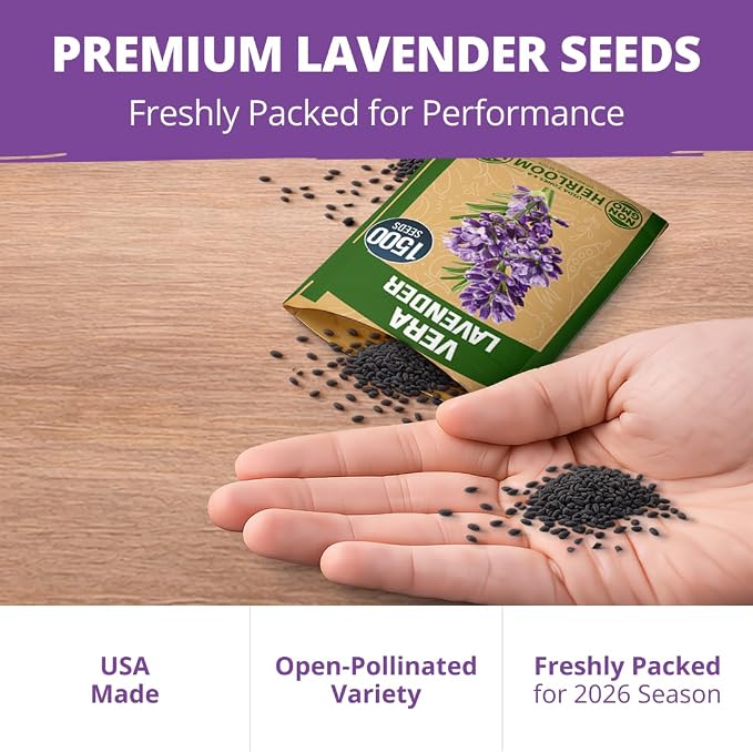 HOME GROWN Non GMO English Lavender Seeds 1, 500+ Wildflower Seed - Image 7