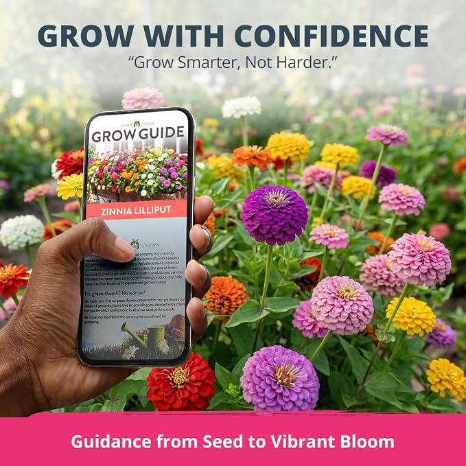 HOME GROWN Zinnia Lilliput Mix Flower Seeds – 600 Seeds Zinnia elegans – - Image 8