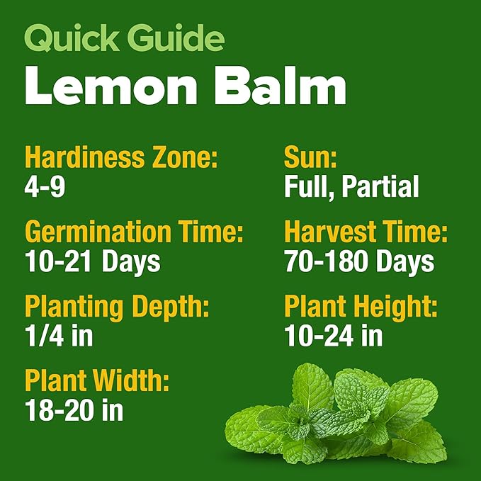 HOME GROWN Non GMO Lemon Balm Seed Pack - Image 5