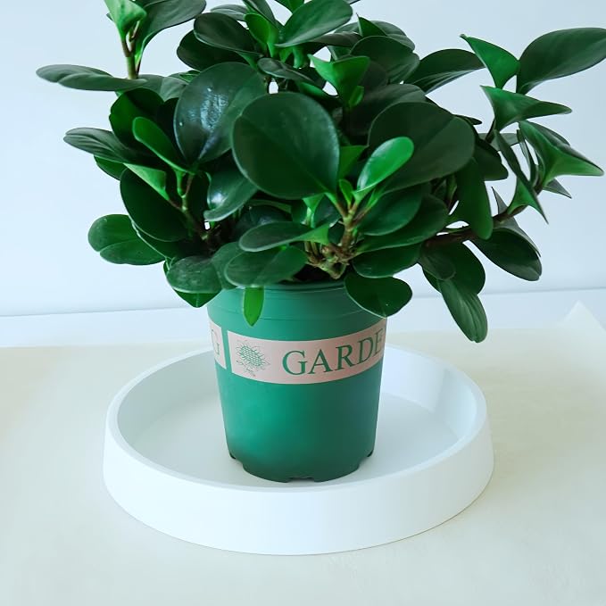 Plant Saucer Tray for Ceramic Plastic Pots, 18 inch Plant Saucers for Indoors - Image 3