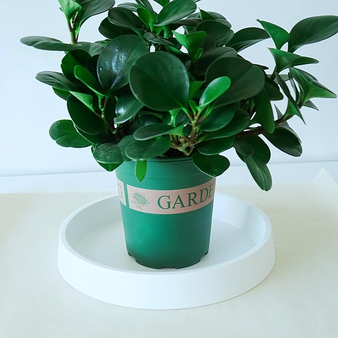 Plant Saucer Tray for Ceramic Plastic Pots, 14 inch Plant Saucers for Indoors - Image 3