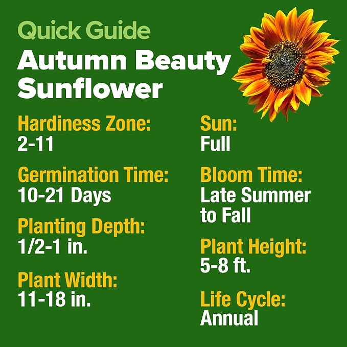 HOME GROWN Autumn Beauty Sunflower Seeds to Plant 40 Heirloom Non-GMO Sunflower - Image 4