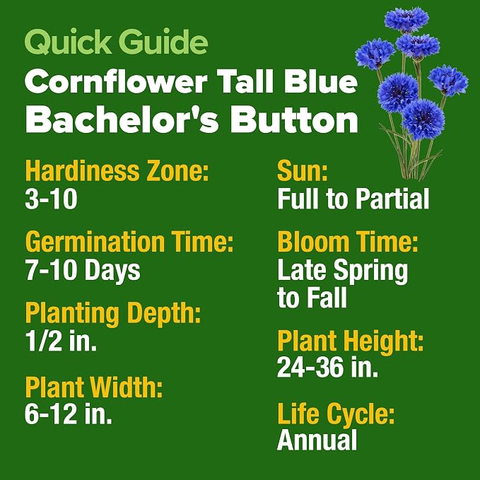 HOME GROWN Bachelor Button Seeds Tall Blue - Image 3