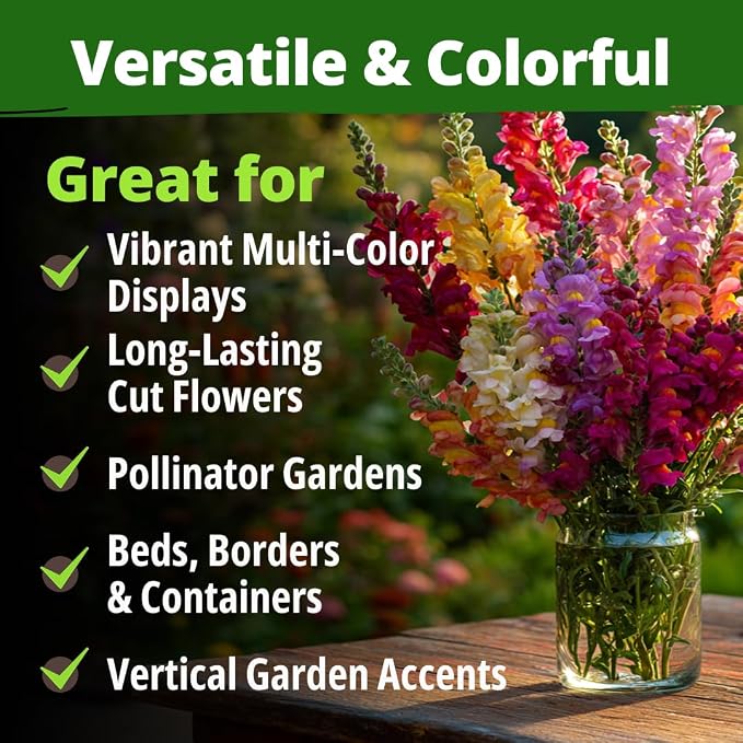 HOME GROWN Snapdragon Seeds Tetra – 2000 Tall Flower Seeds to Plant Outside - Image 8