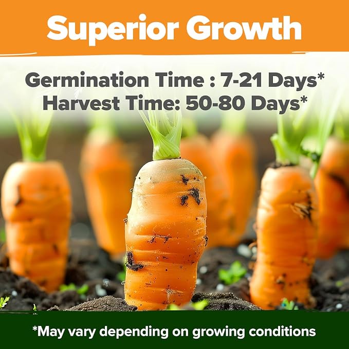 HOME GROWN Rainbow Carrot Seeds 10 Variety Mix 3350+ Heirloom Non-GMO Seeds - Image 5