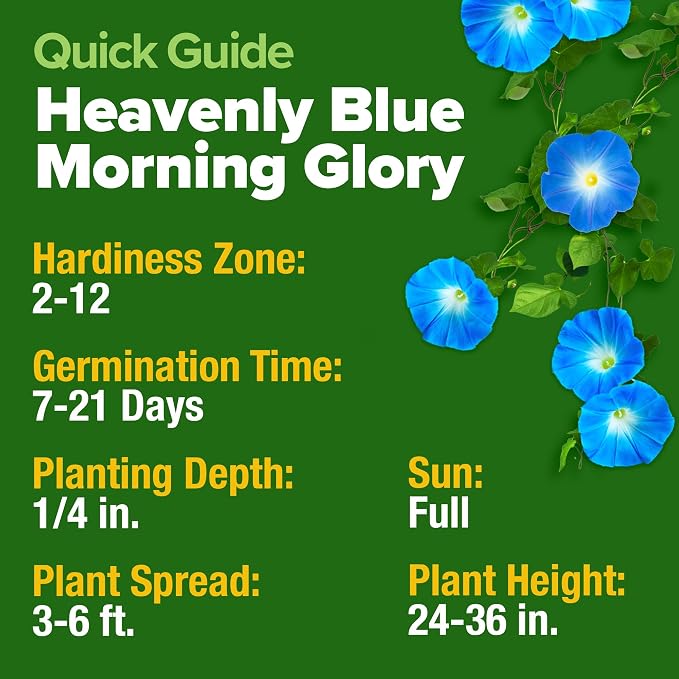 HOME GROWN Heavenly Blue Morning Glory - Image 5