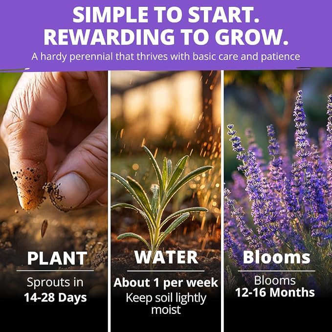 HOME GROWN Non GMO English Lavender Seeds 1, 500+ Wildflower Seed - Image 5