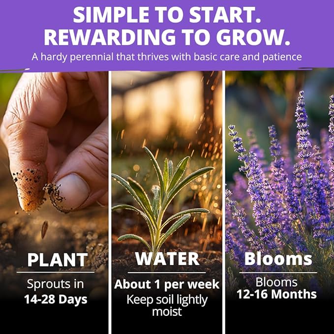 HOME GROWN Non GMO English Lavender Seeds 3, 000+ Wildflower Seed - Image 4