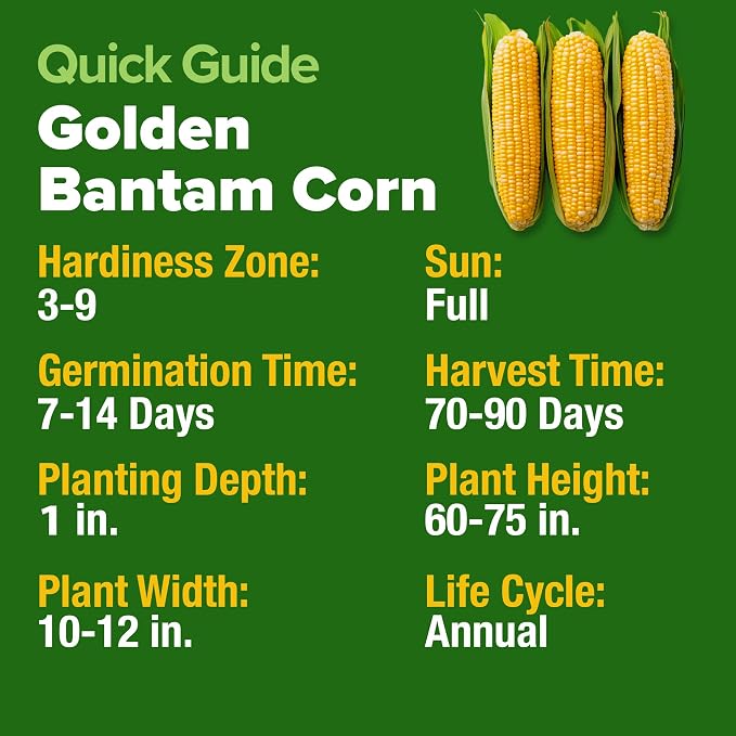 HOME GROWN Golden Bantam Sweet Corn Seeds 100+ Heirloom Non-GMO Seeds - Image 4