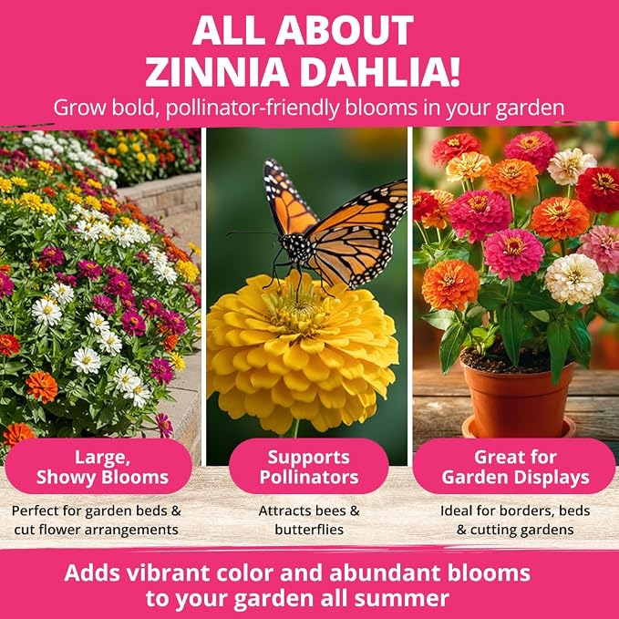 HOME GROWN Zinnia Dahlia Seeds Pack - Image 5