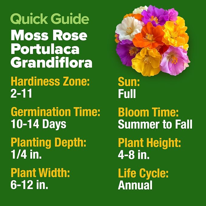 HOME GROWN 23, 500+ Moss Rose Seeds Annual Flower - Image 2