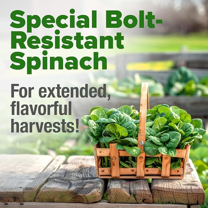 HOME GROWN Bloomsdale Spinach Seeds 353+ Non GMO Heirloom Seeds - Image 4