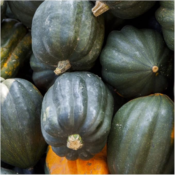 Seed Needs, Table Queen Winter Squash Seeds - Image 2