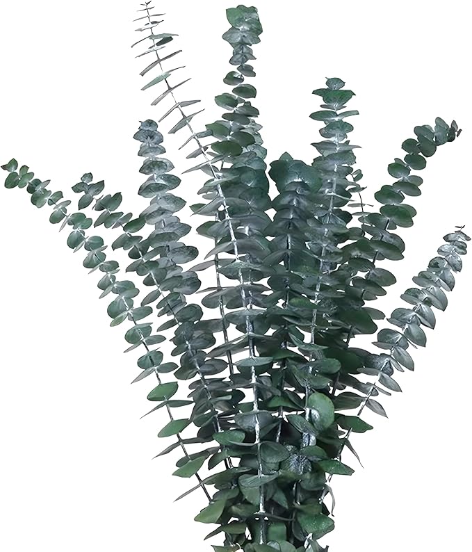 Green Dried Eucalyptus Bundle 12 Pcs Real Stems 17 Inch Fresh Natural by CENELO