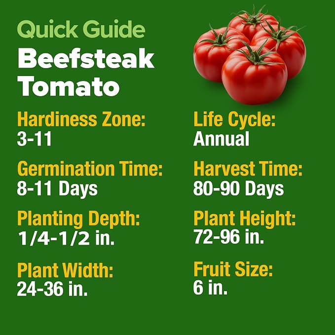 HOME GROWN Beefsteak Tomato Seeds 600+ Heirloom Non-GMO Seeds - Image 2