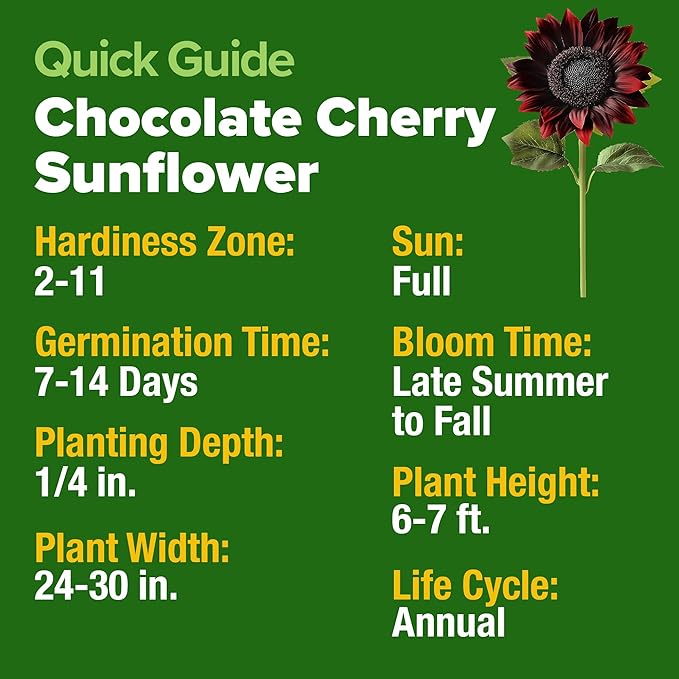 HOME GROWN Chocolate Cherry Sunflower Seeds 75 Heirloom Seeds - Image 3
