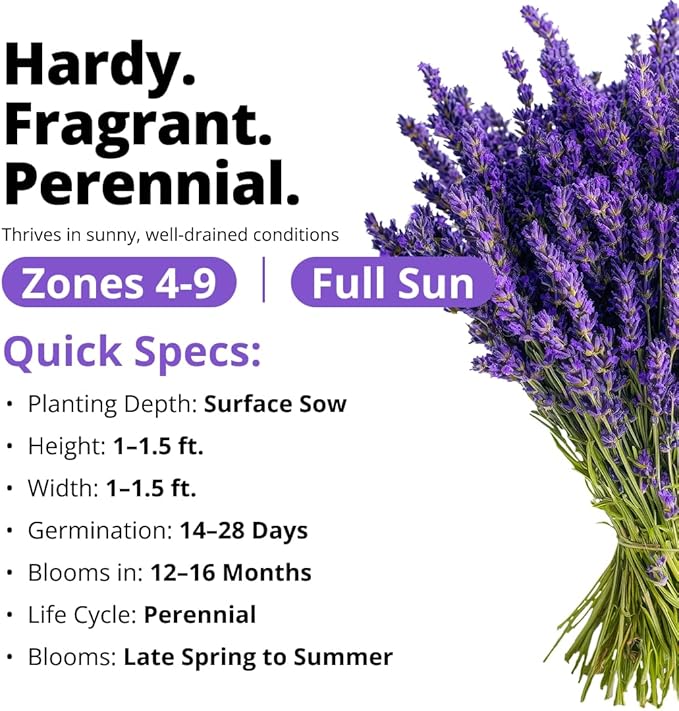 HOME GROWN Non GMO English Lavender Seeds 1, 500+ Wildflower Seed - Image 3