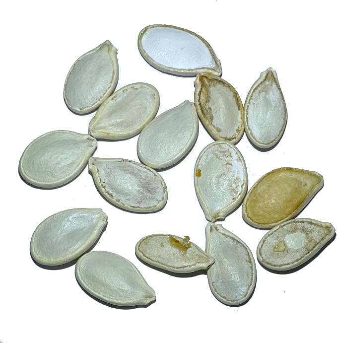 Seed Needs Blue Hubbard Winter Squash Seeds - Image 3