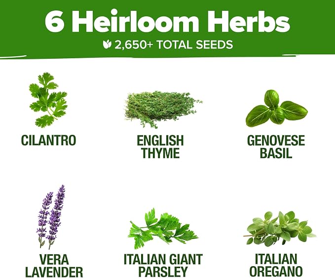 HOME GROWN 6 Herb Seeds for Planting 2, 650+ Non-GMO Heirloom Seeds | Extra - Image 3