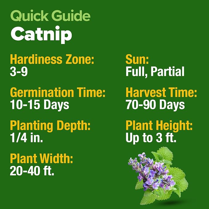 HOME GROWN Non GMO Catnip Seeds Heirloom Herb 2, 116 Seeds - Image 6