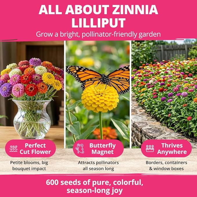 HOME GROWN Zinnia Lilliput Mix Flower Seeds - Image 3