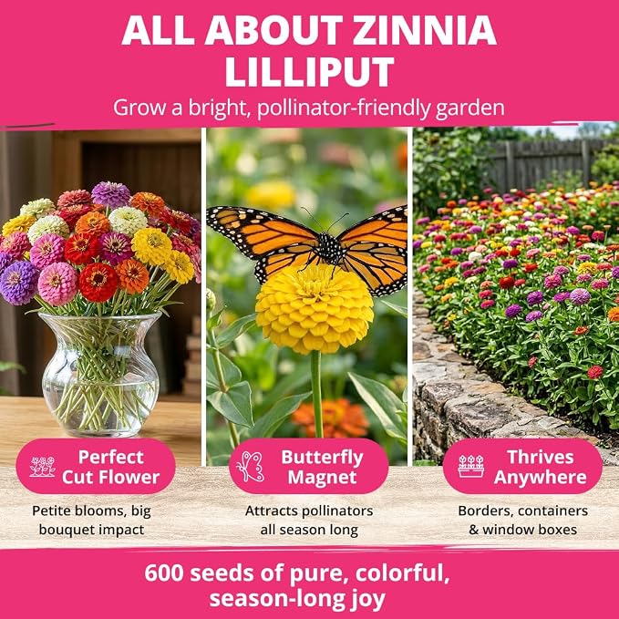 HOME GROWN Zinnia Lilliput Mix Flower Seeds – 600 Seeds Zinnia elegans – - Image 6