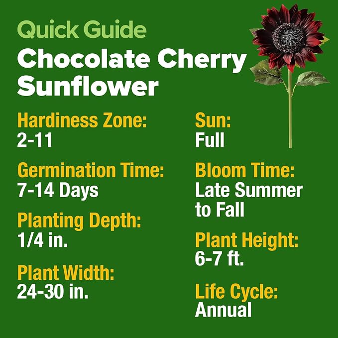 HOME GROWN Chocolate Cherry Sunflower Seeds – 150 Heirloom Non-GMO Seeds – - Image 3
