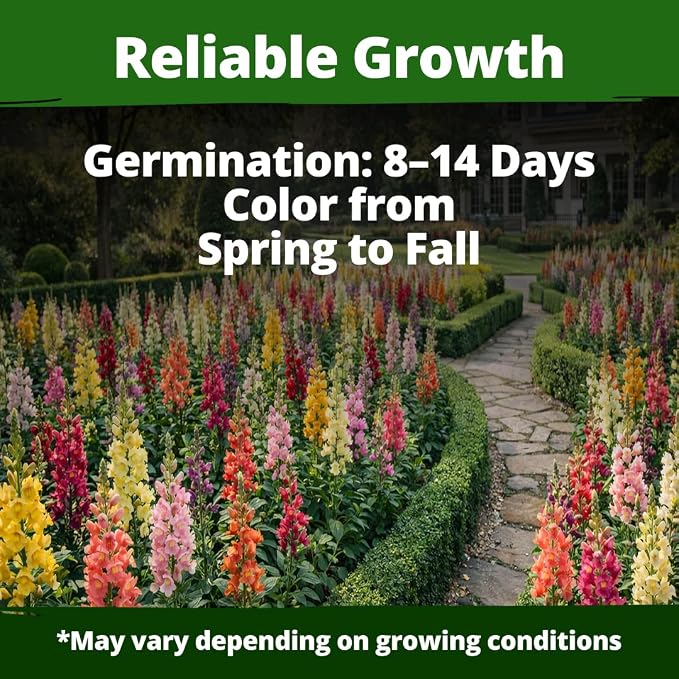 HOME GROWN Snapdragon Seeds Tetra – 2000 Tall Flower Seeds to Plant Outside - Image 3