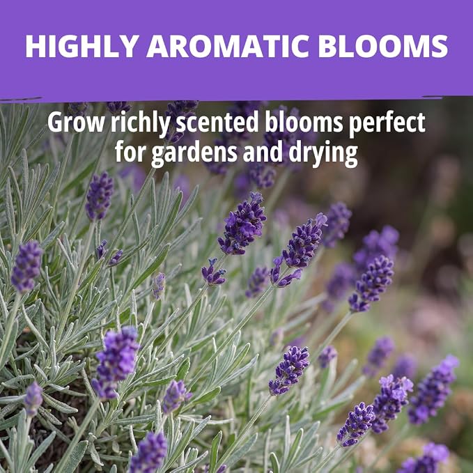 HOME GROWN Non GMO English Lavender Seeds 1, 500+ Wildflower Seed - Image 4