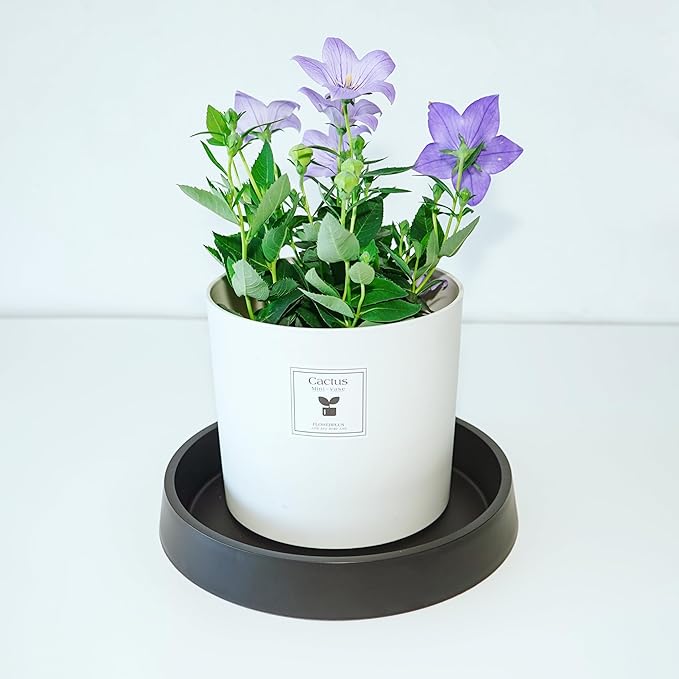 Plant Saucer Tray for Ceramic Plastic Pots, 8 inch Plant Saucers for Indoors - Image 3