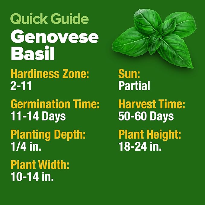 HOME GROWN Genovese Basil Seeds 2 Pack - Image 6