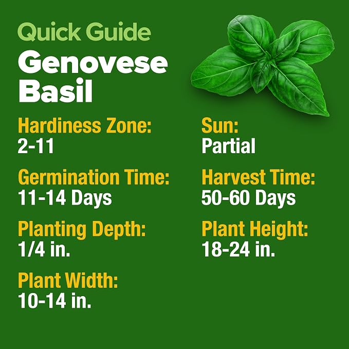 HOME GROWN Non GMO Genovese Basil Seeds Pack 1, 750+ High Germination Heirloom - Image 6
