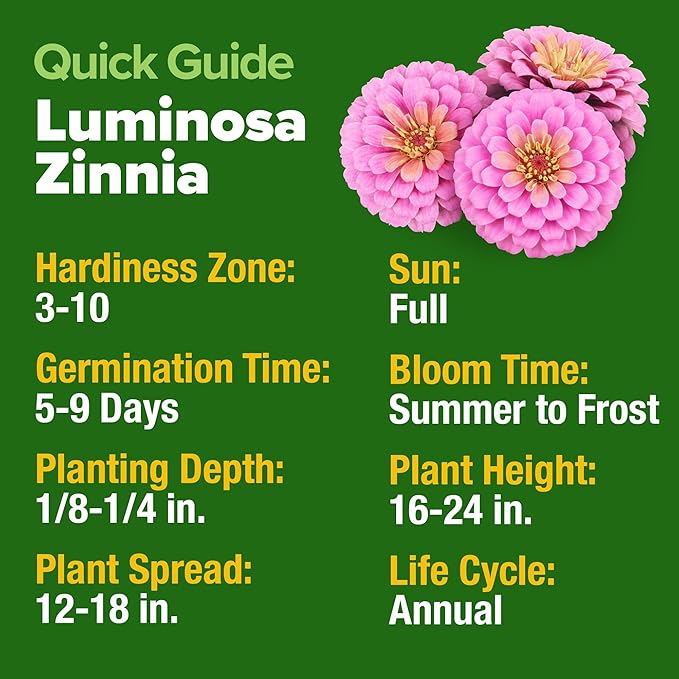 HOME GROWN Pink Zinnia Seeds – 1500 Luminosa Zinnias, Fast Blooming, Heat - Image 3