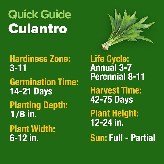 HOME GROWN Non GMO Culantro Seeds 360 Herb Seeds - Image 5