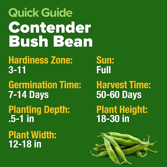 HOME GROWN Contender Bush Bean Seeds 28+ Heirloom Non-GMO, High Germination - Image 5