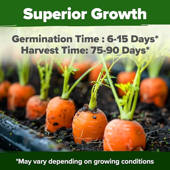 HOME GROWN Tendersweet Carrots Seeds 3000+ Heirloom Non-GMO Seeds - Image 2