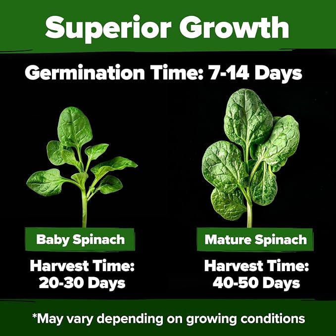 HOME GROWN Bloomsdale Spinach Seeds 353+ Non GMO Heirloom Seeds - Image 2