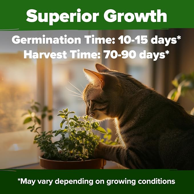 HOME GROWN Non GMO Catnip Seeds Heirloom Herb 2, 116 Seeds - Image 5