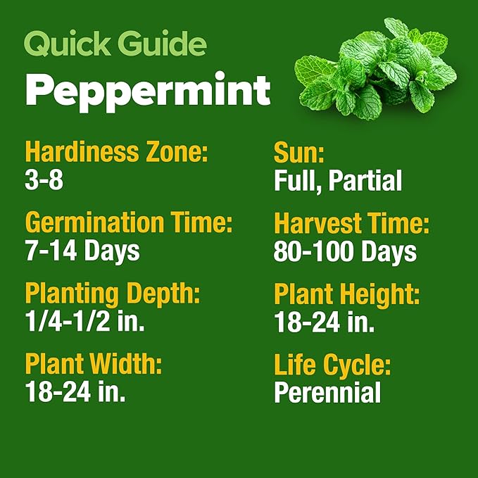HOME GROWN Peppermint Seeds 2 Pack 4, 740 Heirloom Mint Seeds - Image 5