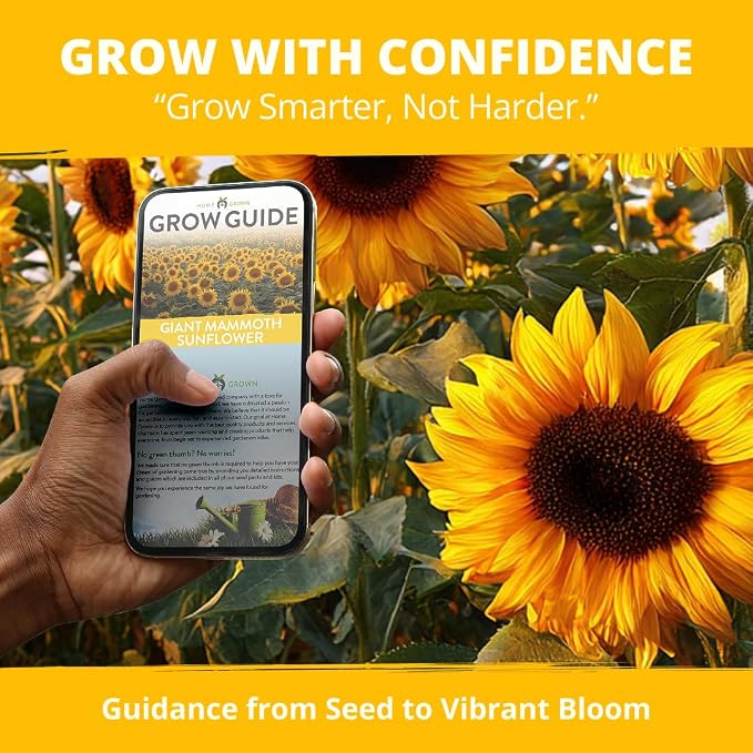 HOME GROWN Sunflower Seeds to Plant | 520+ Giant Mammoth Sunflower Seeds - Image 8
