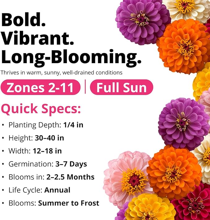 HOME GROWN Zinnia Dahlia Seeds Pack - Image 4