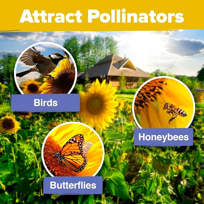 HOME GROWN Sunflower Seeds for Planting | 8 Varieties |1000+ Non-GMO Sun Flower - Image 5