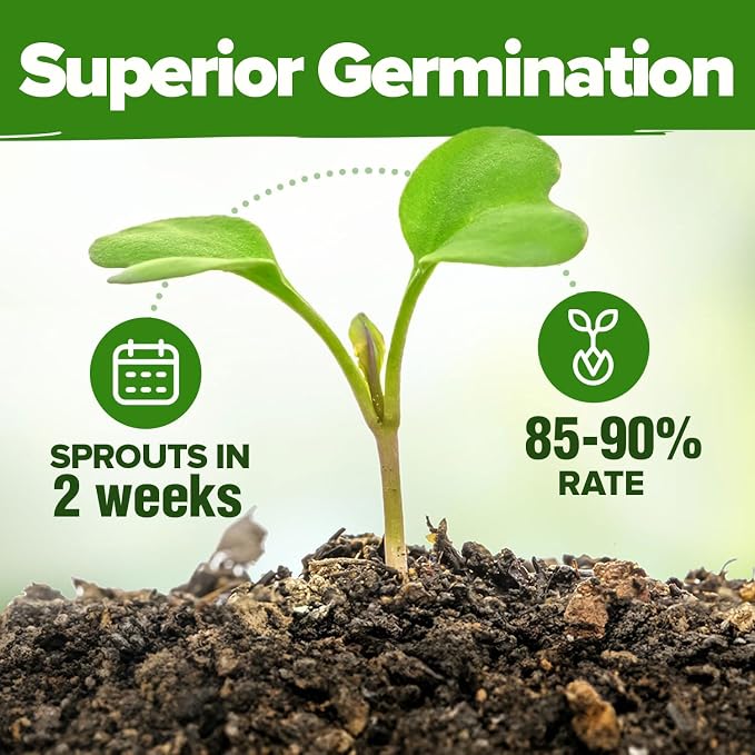 HOME GROWN 6 Herb Seeds for Planting 2, 650+ Non-GMO Heirloom Seeds | Extra - Image 5