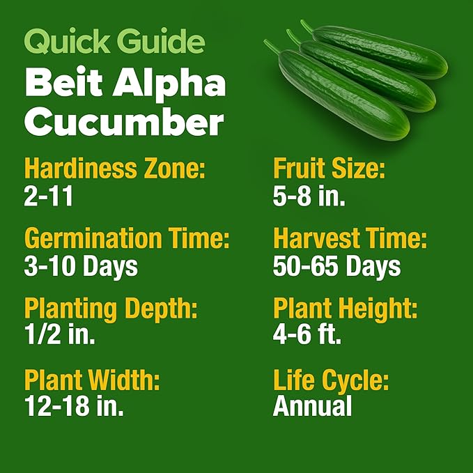 HOME GROWN Persian Cucumber Seeds 50+ Heirloom Non-GMO, Beit Alpha Variety - Image 5